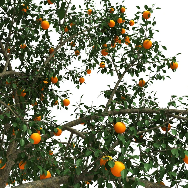 Orange tree 3d-rendering — Stockfoto