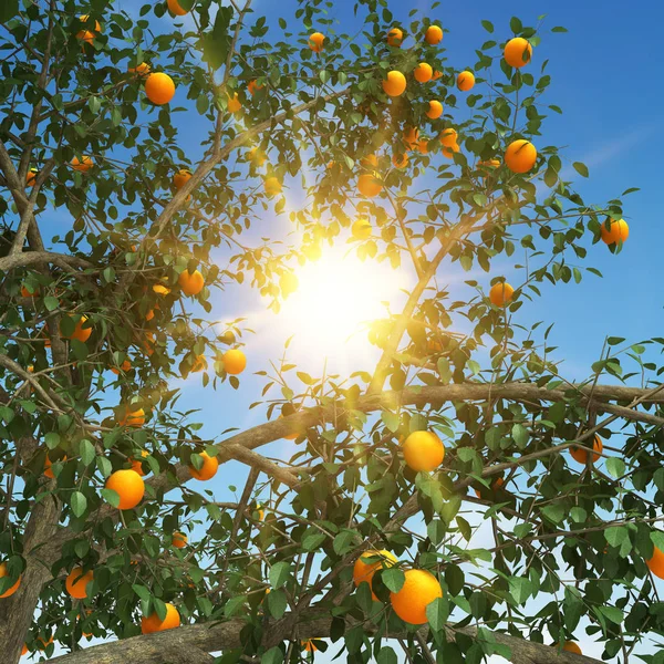 Orange tree 3d-rendering — Stockfoto