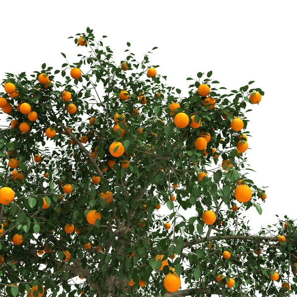 Pomerančovníku 3d vykreslování — Stock fotografie