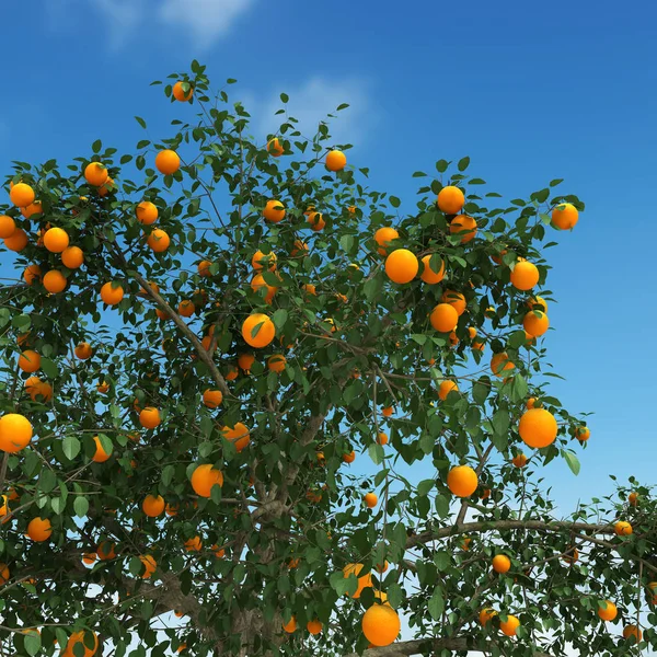 Πορτοκαλί δέντρο 3d rendering — Φωτογραφία Αρχείου