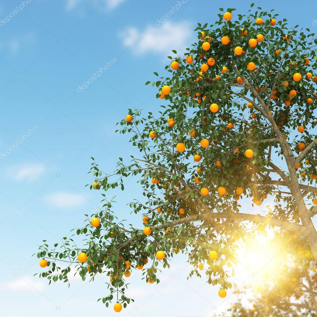 Orange tree 3d rendering