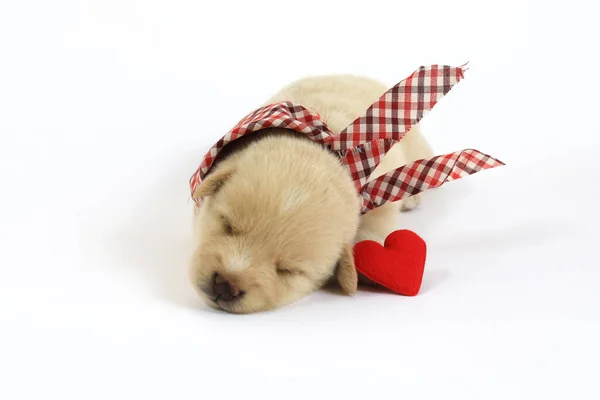 Cão Pequeno Bonito Isolado Fundo Branco Com Coração Vermelho — Fotografia de Stock