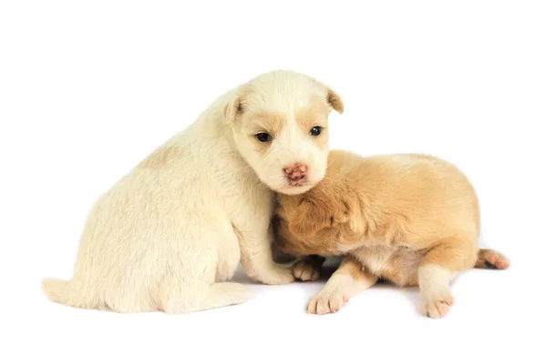 Χαριτωμένο Μικρό Σκυλί Απομονώνονται Λευκό Φόντο — Φωτογραφία Αρχείου