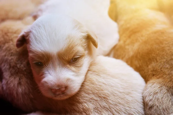 Chiots Mignons Dorment Les Uns Sur Les Autres — Photo