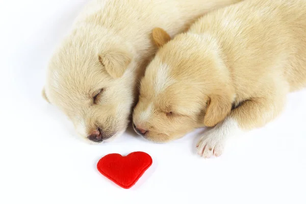 Mignon Petit Chien Isolé Sur Fond Blanc Avec Coeur Rouge — Photo