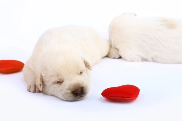 Cão Pequeno Bonito Isolado Fundo Branco Com Coração Vermelho — Fotografia de Stock