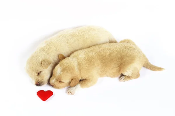 Netter Kleiner Hund Isoliert Auf Weißem Hintergrund Mit Rotem Herz — Stockfoto