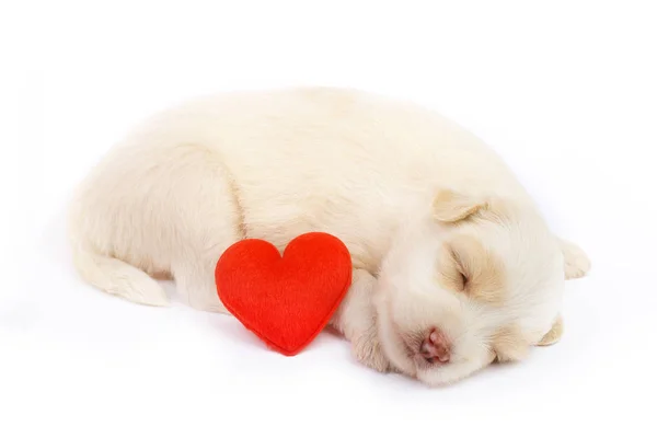 Cão Pequeno Bonito Isolado Fundo Branco Com Coração Vermelho — Fotografia de Stock