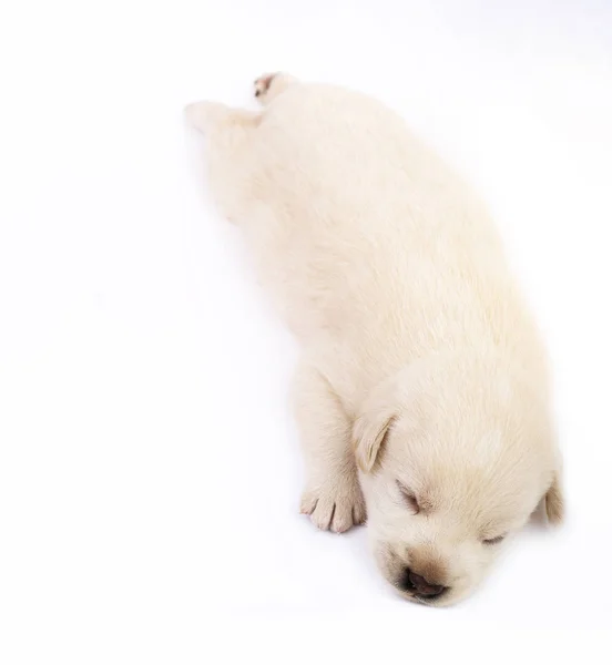 Bonito Pouco Cão Isolado Fundo Branco — Fotografia de Stock