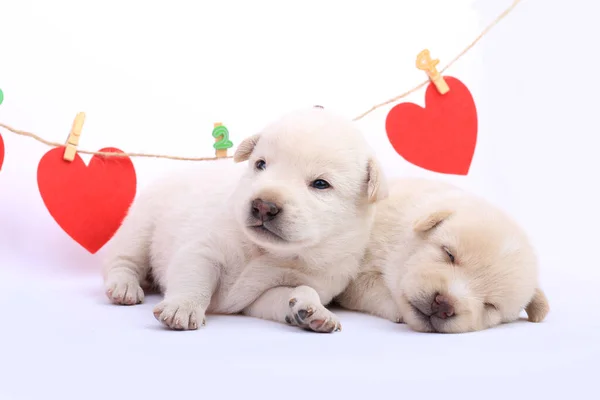 Cão Pequeno Bonito Isolado Fundo Branco Com Coração Vermelho — Fotografia de Stock