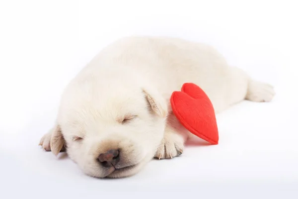 Cão Pequeno Bonito Isolado Fundo Branco Com Coração Vermelho — Fotografia de Stock