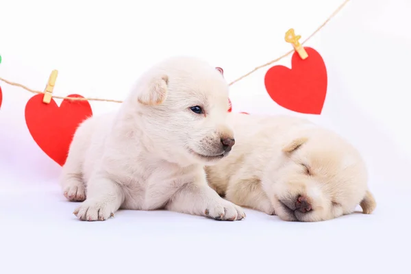 Cão Pequeno Bonito Isolado Fundo Branco Com Coração Vermelho — Fotografia de Stock