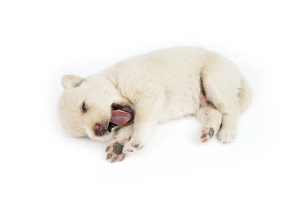 Bonito Pouco Cão Isolado Fundo Branco — Fotografia de Stock