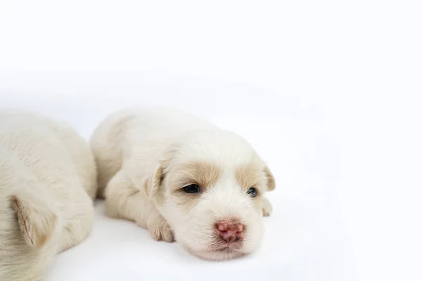 Mignon Petit Chien Isolé Sur Fond Blanc — Photo