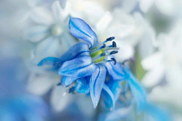 Floare albastră izolată pe fundalul grădinii — Fotografie, imagine de stoc