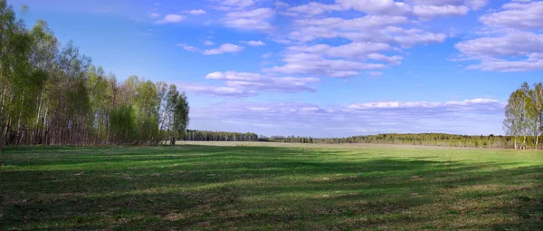 Vacker skog panorama — Stockfoto