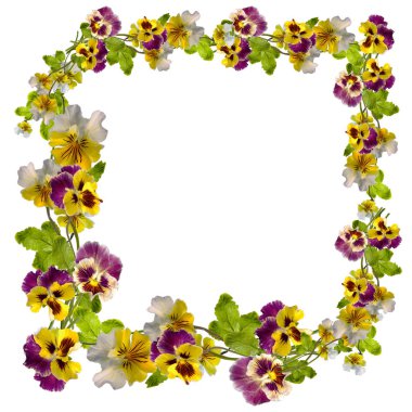 Beyaz arka plan üzerinde izole panorama viola çiçekler