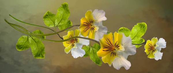 Panorama viola flowers isolated on brown background