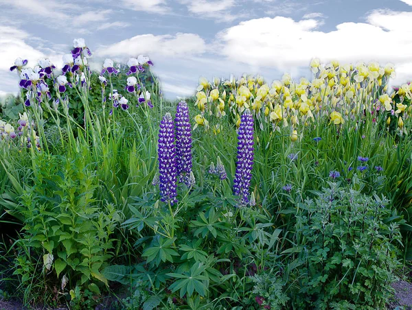 Multe Flori Primăvară Fundal Cer Albastru Nori — Fotografie, imagine de stoc