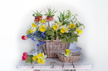 Nergis bir Vazoda beyaz bir arka plan üzerinde büyük bir buket. Bahar natürmort.