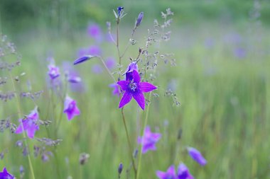 Çan çiçeği yeşil çimen