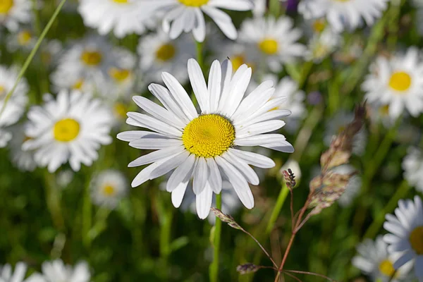 Domeniul Margaretelor Flori — Fotografie, imagine de stoc