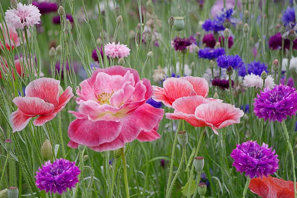 Câmpul Maci Înfloriți Flori Porumb — Fotografie, imagine de stoc