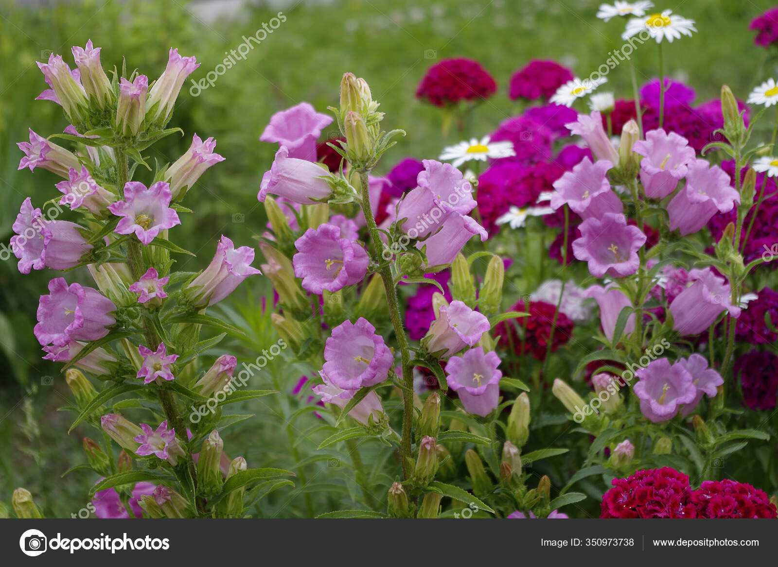 Schöne Blumen Wachsen Garten — kostenloses Stockfoto © ALVERA 350973738