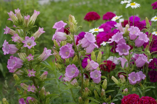 Hermosas Flores Crecen Jardín — Foto de stock gratis