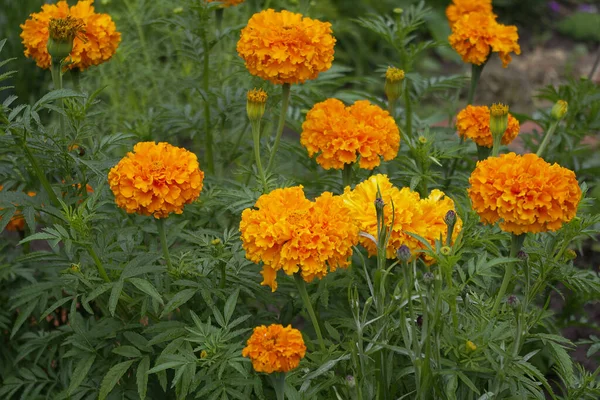 Hermosas Flores Crecen Jardín — Foto de stock gratuita