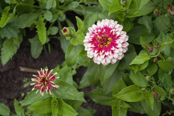 庭に美しい花が咲く  — 無料ストックフォト