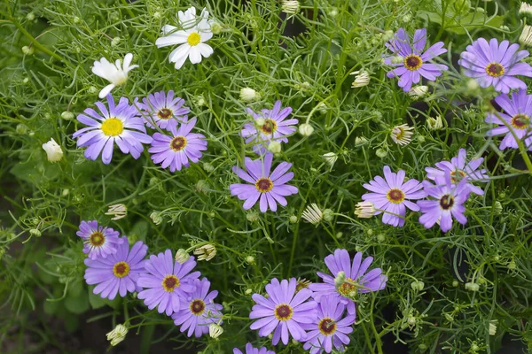 Hermosas Flores Crecen Jardín — Foto de stock gratis