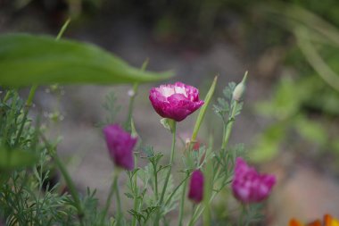 Bahçede güzel çiçekler yetişir. .