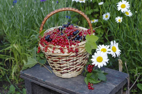 Vackra Blommor Växer Trädgården — Gratis stockfoto