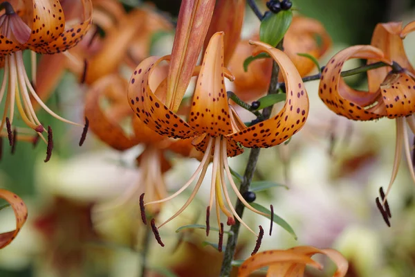 Hermosas Flores Crecen Jardín — Foto de stock gratis