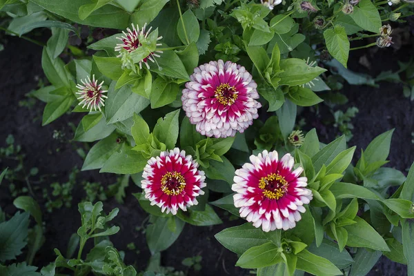 아름다운 꽃들이 정원에서 피어나다 — 무료 스톡 포토