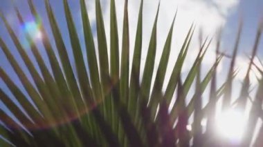 Güneş ışınları ve palmiye ağaçlarının dalları yollarını yapmak