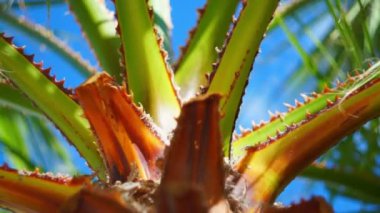 Rüzgarda sallanan gökyüzüne karşı bir palmiye ağacının dalları