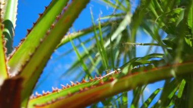 Rüzgarda sallanan gökyüzüne karşı bir palmiye ağacının dalları