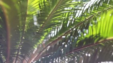 Güneş ışınları ve palmiye ağaçlarının dalları yollarını yapmak
