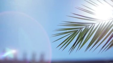 Güneş ışınları ve palmiye ağaçlarının dalları yollarını yapmak