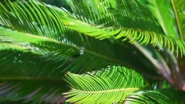 Rüzgarda sallanan palmiye ağacı dalları