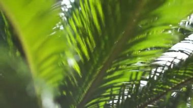 Güneş ışınları ve palmiye ağaçlarının dalları yollarını yapmak