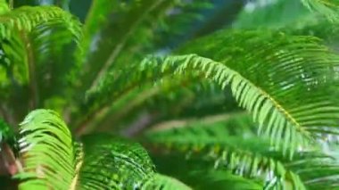 Rüzgarda sallanan palmiye ağacı dalları