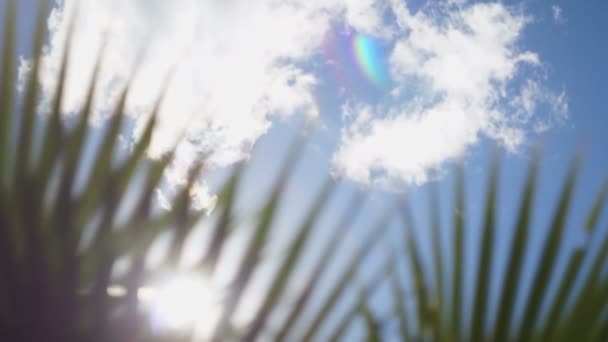 De zonnestralen maken hun weg door de takken van palmbomen — Stockvideo