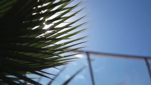 Сонячні промені проходять крізь гілки пальмових дерев — стокове відео