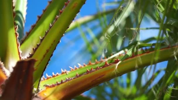 Las ramas de una palmera contra el cielo, balanceándose en el viento — Vídeo de stock