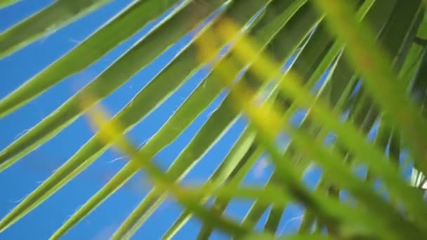 Promienie słoneczne mogły przedostać się przez gałęzie drzew palmowych — Wideo stockowe
