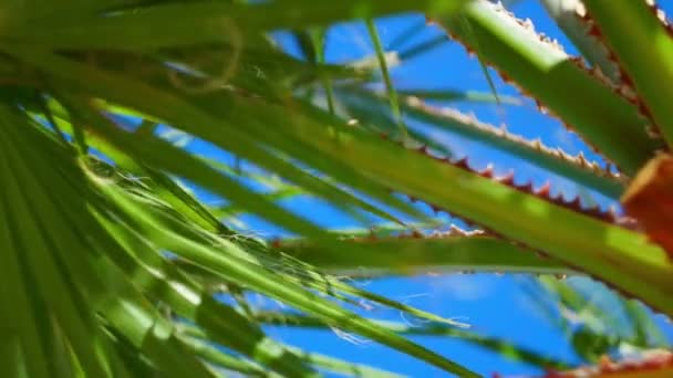 Az ágak egy pálmafa, a szélben hajladozó — Stock videók