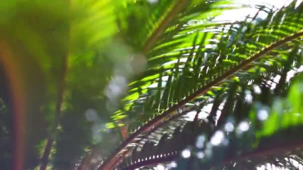 Solens strålar gör sin väg genom grenarna av palmer — Stockvideo